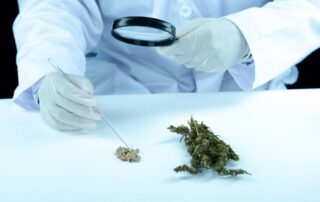 medical marijuana vs prescription drugs