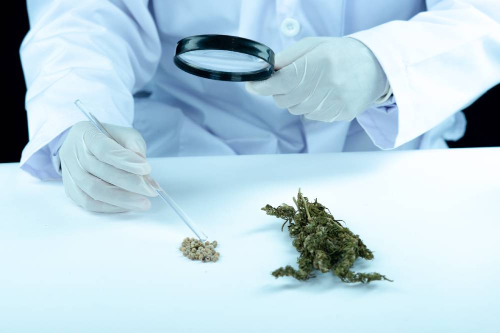 medical marijuana vs prescription drugs