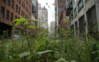Effects of cannabis strains