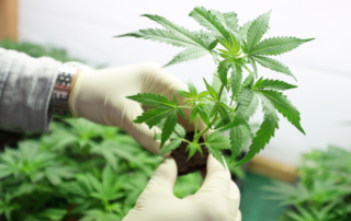 Medical Marijuana for Ulcerative Colitis