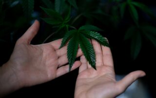 medical marijuana purchase limit in Mississippi