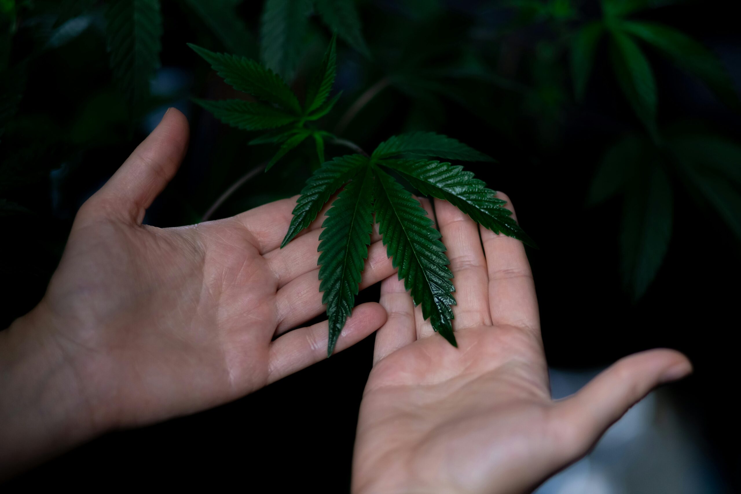 medical marijuana purchase limit in Mississippi