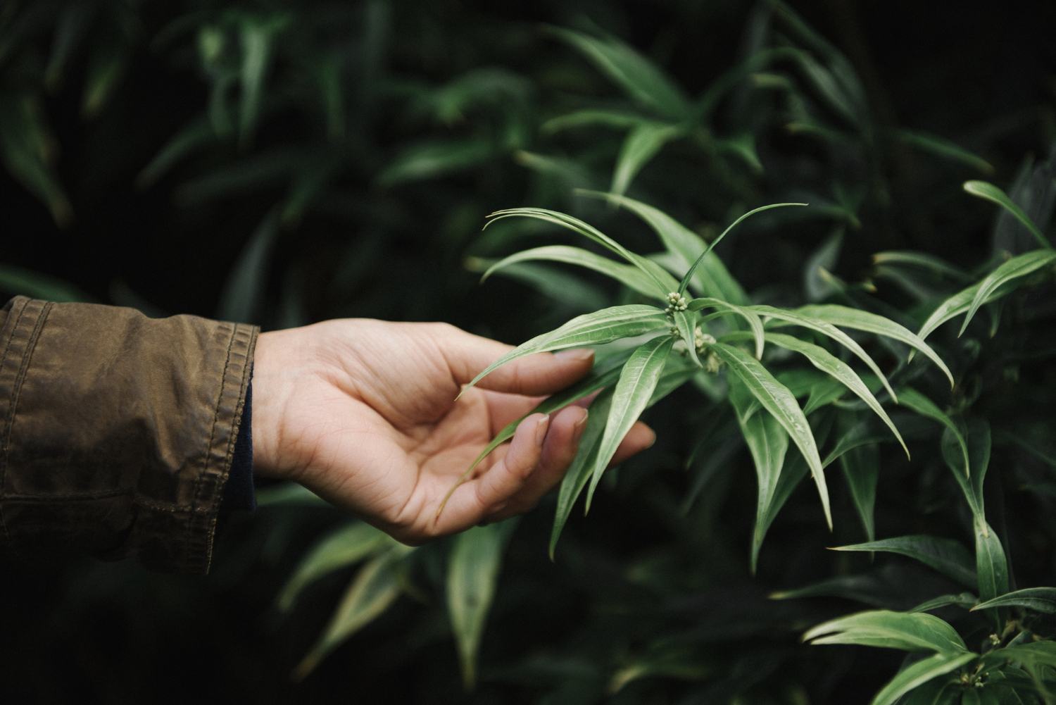 Medical Marijuana for Autism