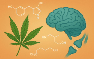 how cannabis affects neurotransmitters