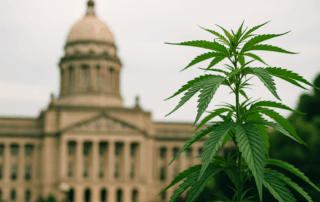 medical cannabis patient