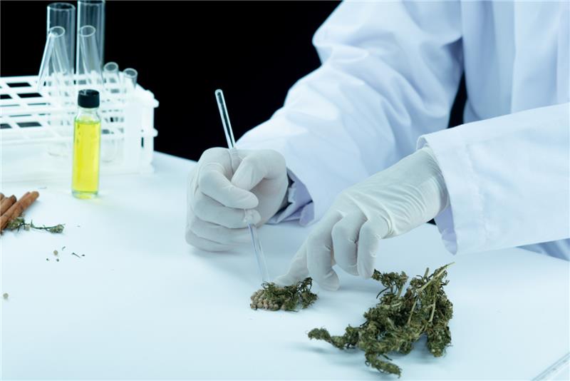 Does Medical Marijuana Show on a Drug Test in 2026