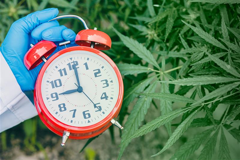 How Long Does Marijuana Stay in Your Blood After Use