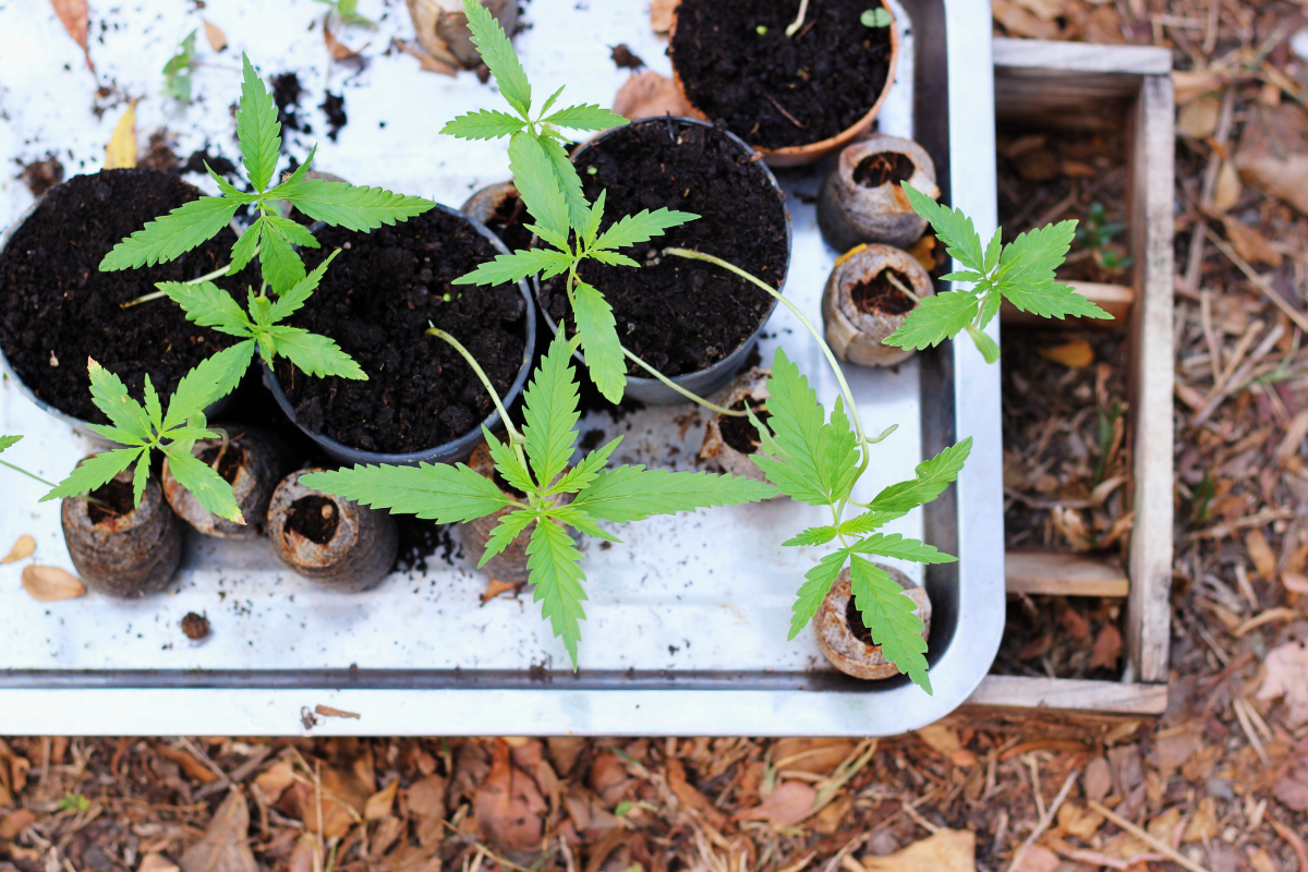 How to Germinate Marijuana Seeds Step-by-Step Beginner Guide