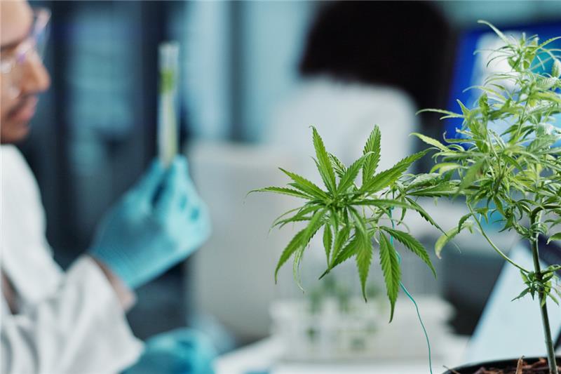 How to Get Marijuana Out of Your System Faster