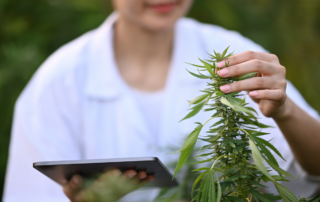 Is It Safe to Renew Your Medical Marijuana Card Online