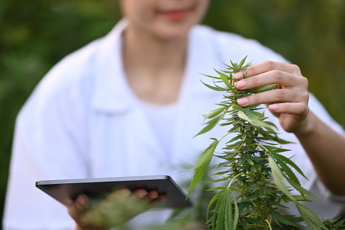 Is It Safe to Renew Your Medical Marijuana Card Online