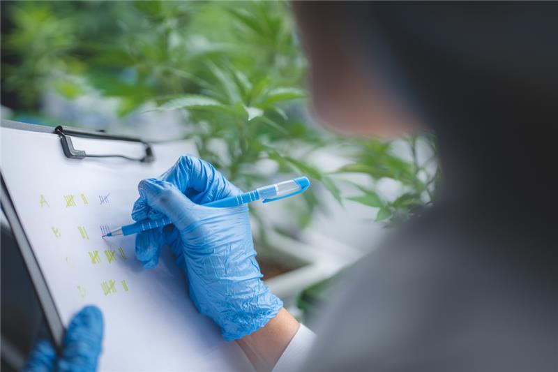 Top Qualifying Conditions for a Medical Marijuana Card