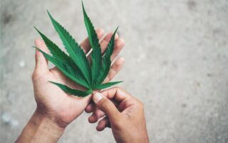 Recreational Weed What You Should Know Before Trying