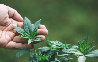 Medical Marijuana for Chronic Pain