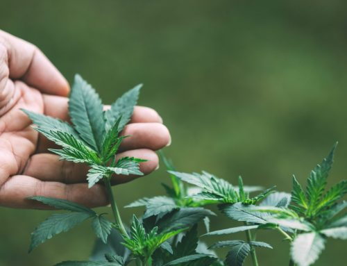 Chronic Pain and Medical Marijuana: A Safer Alternative to Opioids in 2026