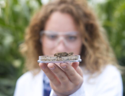 Kentucky Medical Marijuana Patients Nearly Double in 2026: What’s Fueling the Growth?