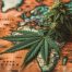 travel with a medical marijuana card