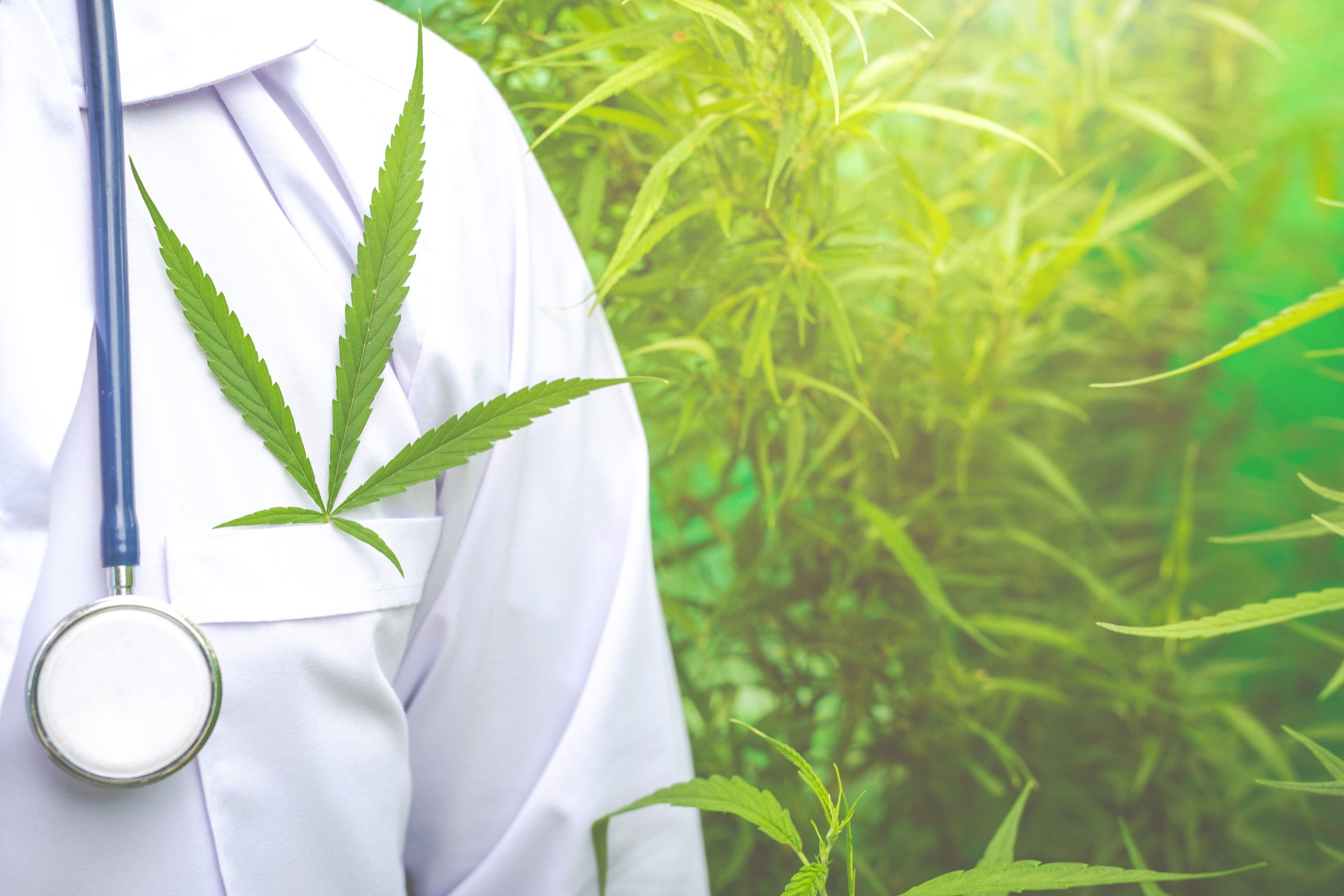 medical marijuana card renewal