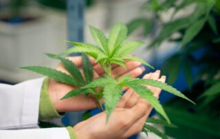 a person holding a plant, Mississippi Medical Marijuana Doctors