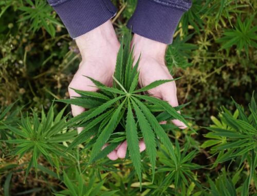 The 15 Best Marijuana Strains for Neuropathy