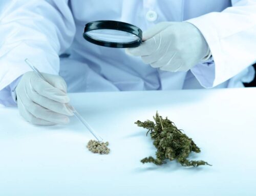 Kentucky Medical Marijuana: Recent Developments and Local Decisions