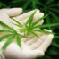 Medical marijuana card, Medical Cannabis stays in body
