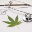Opioid alternative for pain management, Medical marijuana for opioid resistant pain