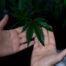 Marijuana Strain for Pain