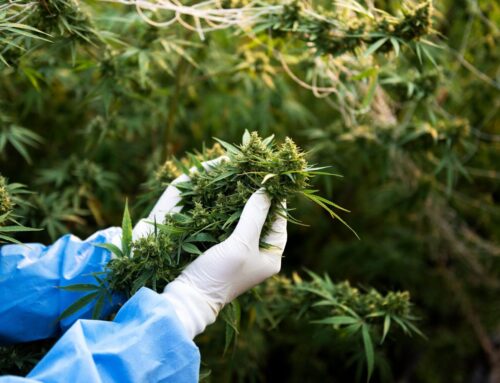 HHC vs Delta 9 THC: Key Differences and Similarities