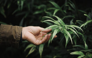 Medical Marijuana for Autism