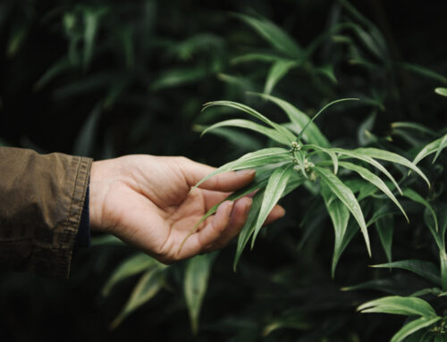 Talking to Your Doctor About Cannabis for Autism: A Practical Guide