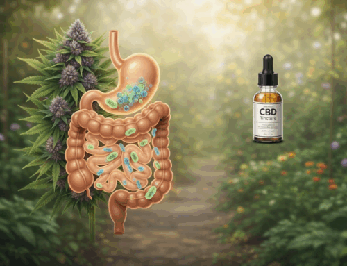 Cannabis and Gut Health: A Real Conversation About Digestion and IBS