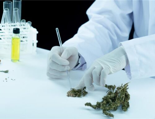 Does Medical Marijuana Show Up on a Drug Test in 2026? What Patients Must Know?