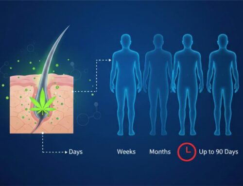 How Long Does Marijuana Stay in Hair Follicles for Drug Tests?