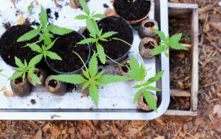 How to Germinate Marijuana Seeds Step-by-Step Beginner Guide