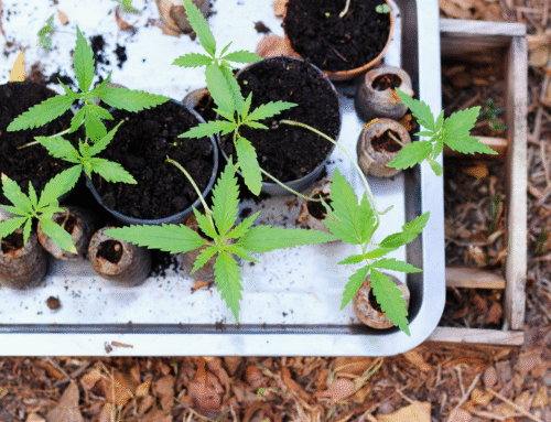 How to Germinate Marijuana Seeds: Step-by-Step Beginner Guide?