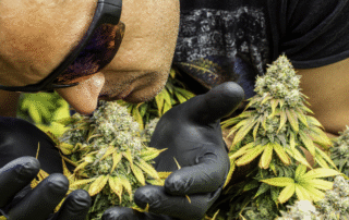 Is Marijuana Addictive Signs, Risks, and Dependency Explained