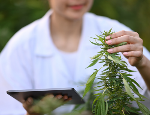 Is It Safe to Renew Your Medical Marijuana Card Online?