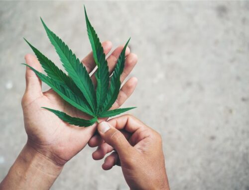 Recreational Weed What You Should Know Before Trying