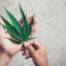 Recreational Weed What You Should Know Before Trying