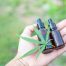 Medical Marijuana vs CBD for Anxiety