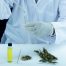 Medical Marijuana and Workplace Drug Testing