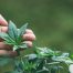 Medical Marijuana for Chronic Pain
